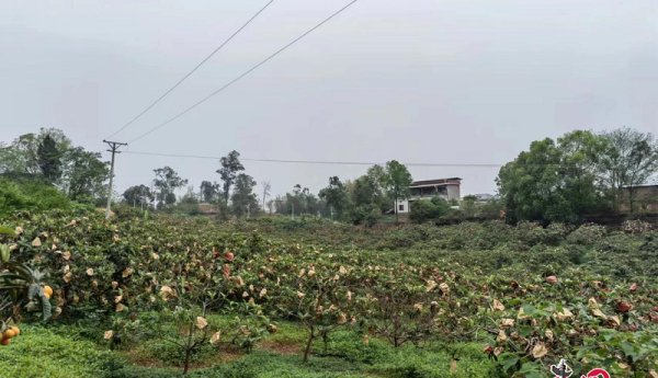 邮储银行泸州市分行：金融活水润泽地方特色产业